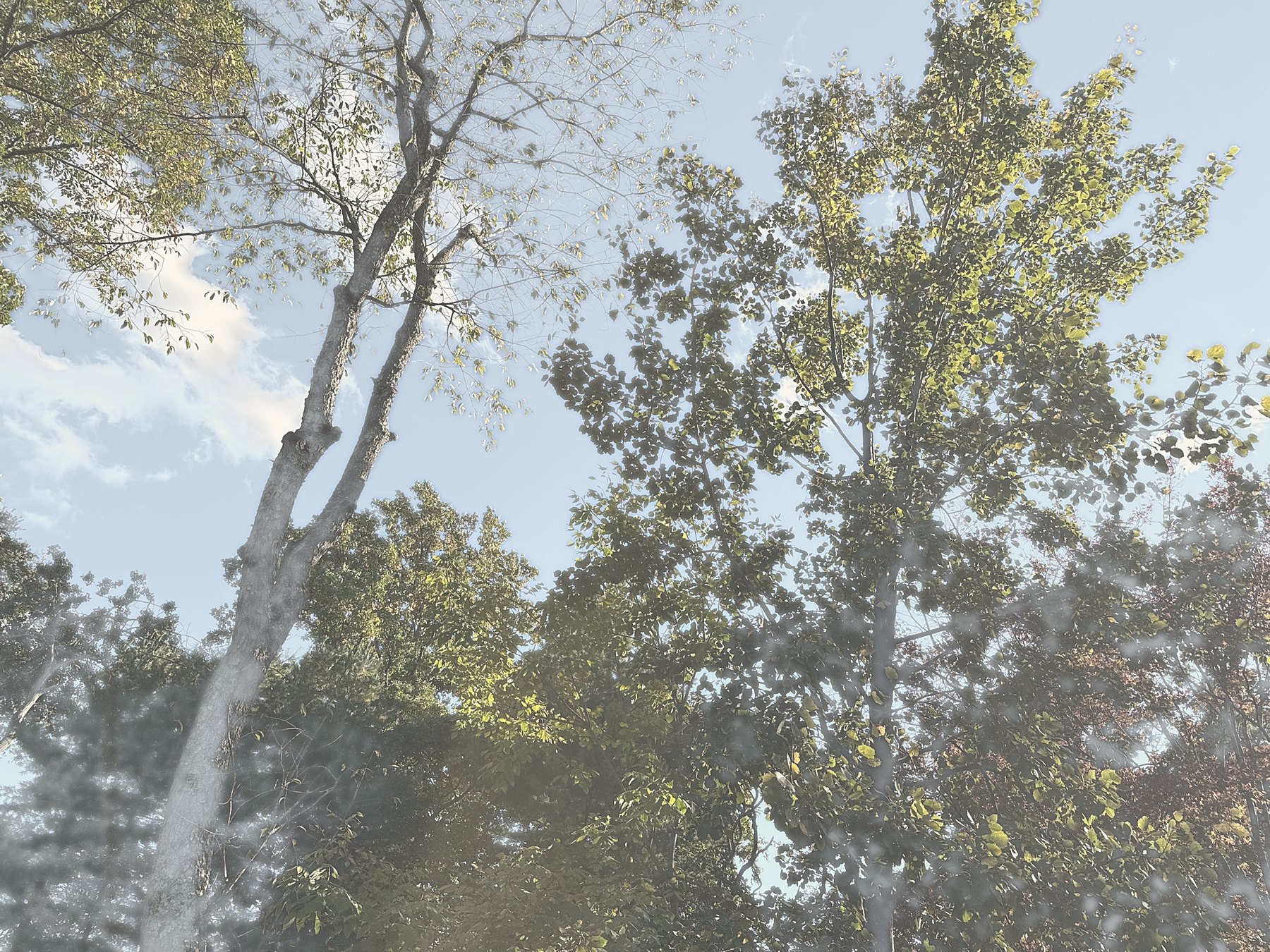 Tall sunlit trees against the sky, seen from below